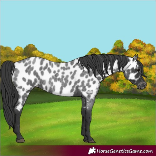 Horse Color:Blue Roan Appaloosa 