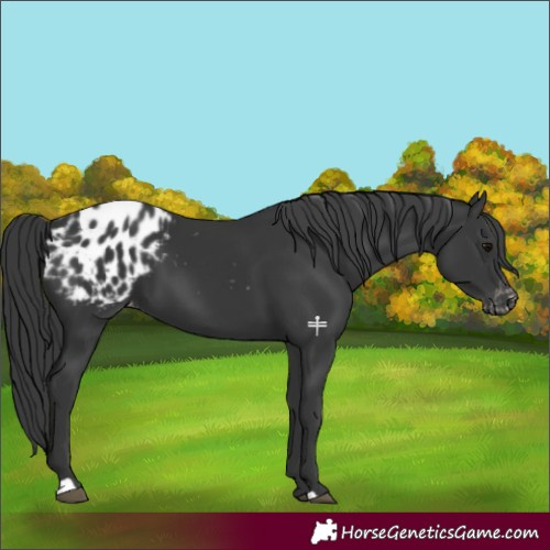 Horse Color:Black Appaloosa 