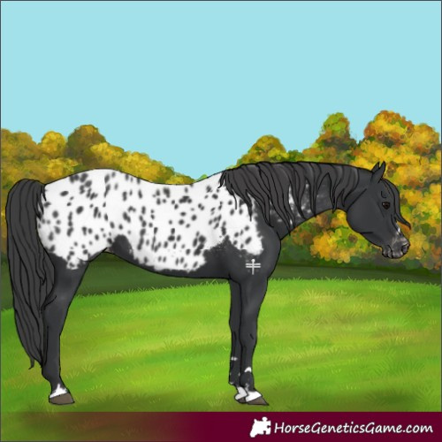 Horse Color:Black Appaloosa 