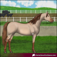 Horse Color:Red Dun 