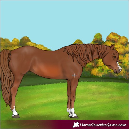 Horse Color:Chestnut 