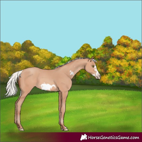 Horse Color:Silver Amber Champagne Frame 