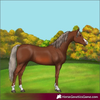 Horse Color:Chestnut 
