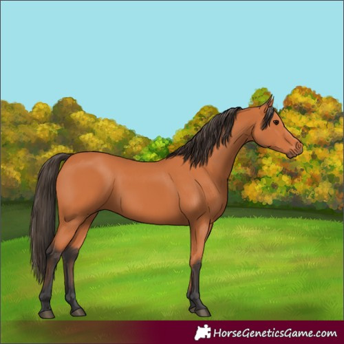 Horse Color:Bay 