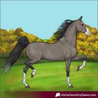 Horse Color:Grullo Splash 