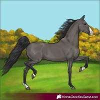 Horse Color:Grullo Splash 