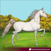 Horse Color:Smoky Creme Roan 