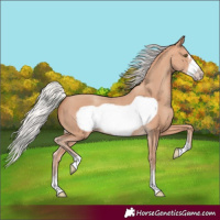 Horse Color:Silver Amber Champagne Frame 
