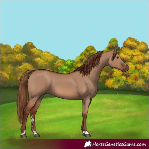 Horse Color:Red Dun 