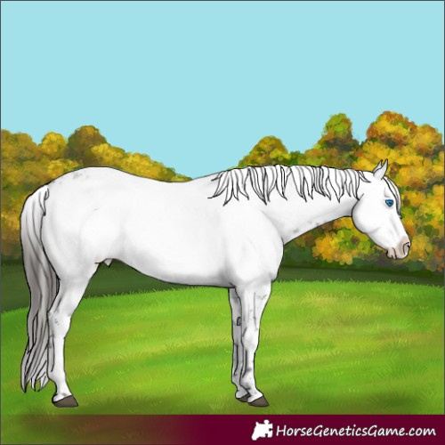 Horse Color:Liver Red Roan Frame