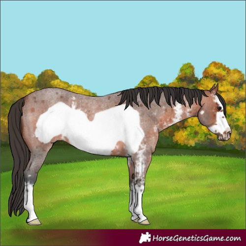 Horse Color:Bay Roan Sabino Frame 