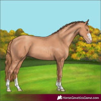 Horse Color:Gold Champagne 