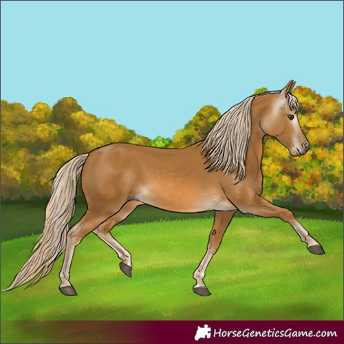 Horse Color:Unknown 