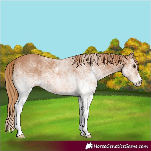 Horse Color:White Spotted Chestnut 