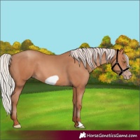 Horse Color:Silver Sable Champagne Frame 