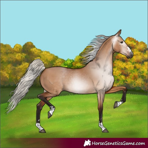 Horse Color:Gray Silver Bay Dun 