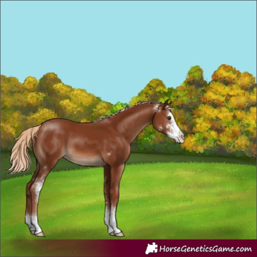 Horse Color:Unknown 