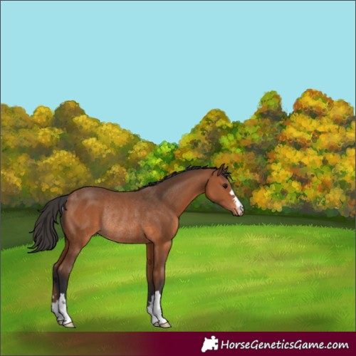 Horse Color:Bay Rabicano 