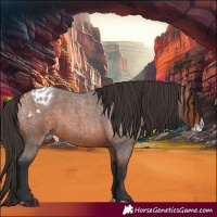 Horse Color:Bay Roan Splash Appaloosa 