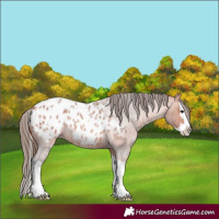 Horse Color:Bay Roan Splash Appaloosa