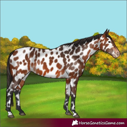 Horse Color:Unknown 