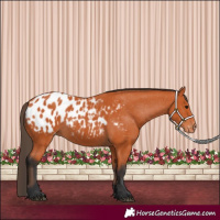 Horse Color:Bay Appaloosa 