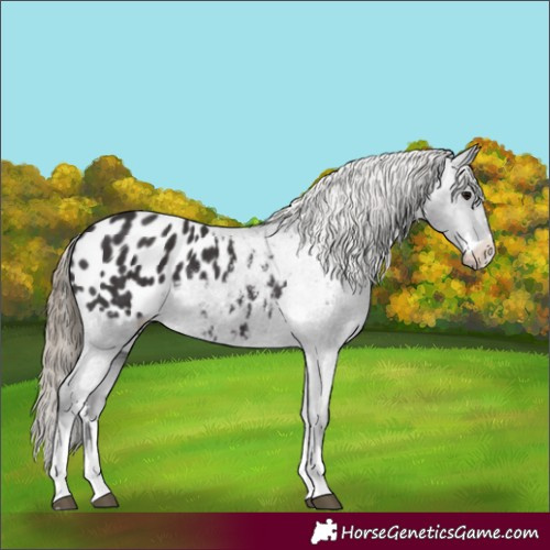 Horse Color:Smoky Black Appaloosa 