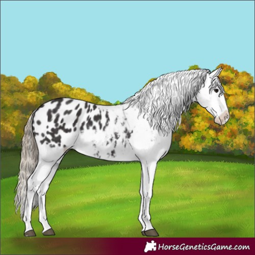 Horse Color:Smoky Black Appaloosa 