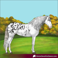 Horse Color:Smoky Black Appaloosa