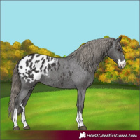 Horse Color:Smoky Black Blanket