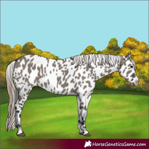 Horse Color:Grullo Appaloosa Rabicano 