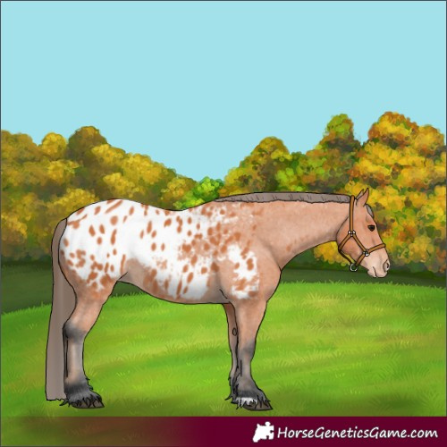 Horse Color:Bay Appaloosa 