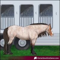 Horse Color:Bay Roan Splash Appaloosa 