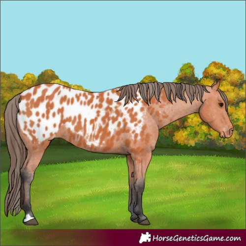 Horse Color:Bay Appaloosa 