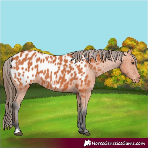 Horse Color:Bay Appaloosa 