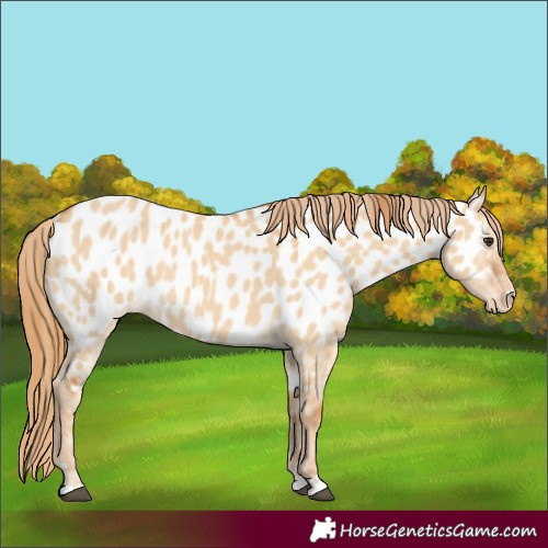Horse Color:Red Dun Near Leopard