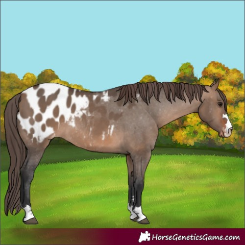 Horse Color:Brown Dun Appaloosa 