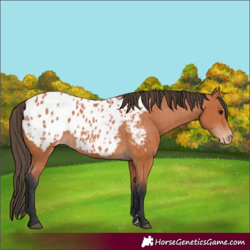 Horse Color:Bay Appaloosa 