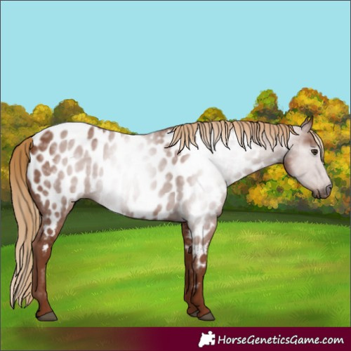 Horse Color:Gray Chestnut Near Leopard 