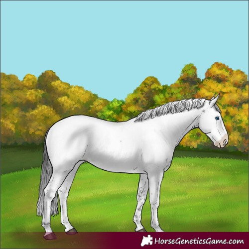 Horse Color:Liver Chestnut Frame Appaloosa
