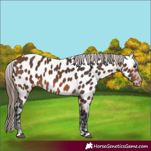 Horse Color:Bay Appaloosa 
