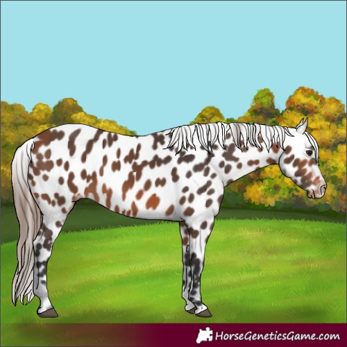 Horse Color:Bay Near Leopard 
