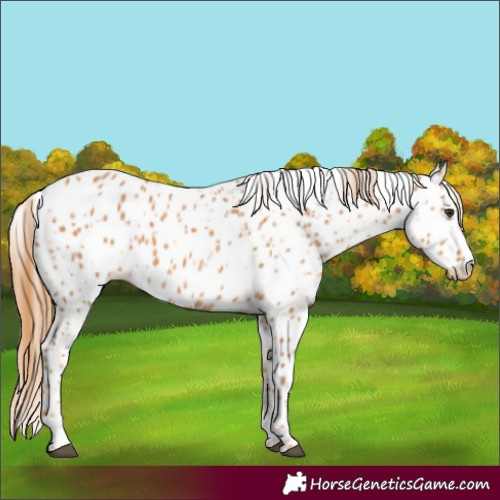 Horse Color:Chestnut Appaloosa 
