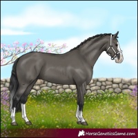 Horse Color:Grullo Splash 
