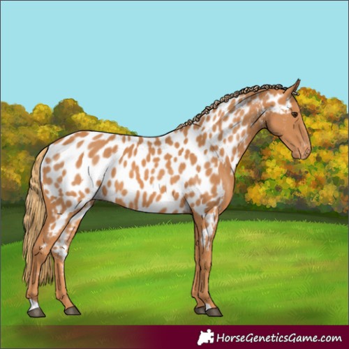 Horse Color:Chestnut Appaloosa 