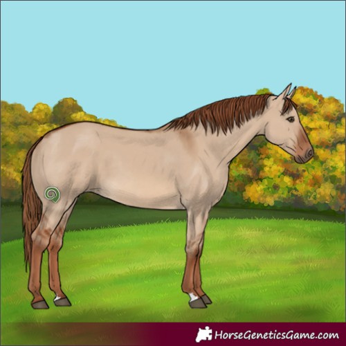 Horse Color:Red Dun 