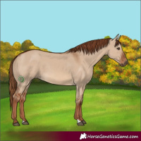 Horse Color:Red Dun 