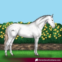 Horse Color:Chestnut Sabino