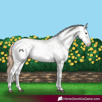 Horse Color:Chestnut Sabino 