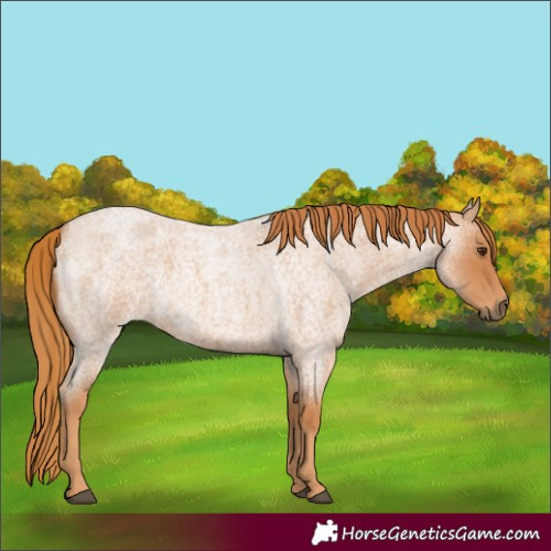 Horse Color:Red Roan 